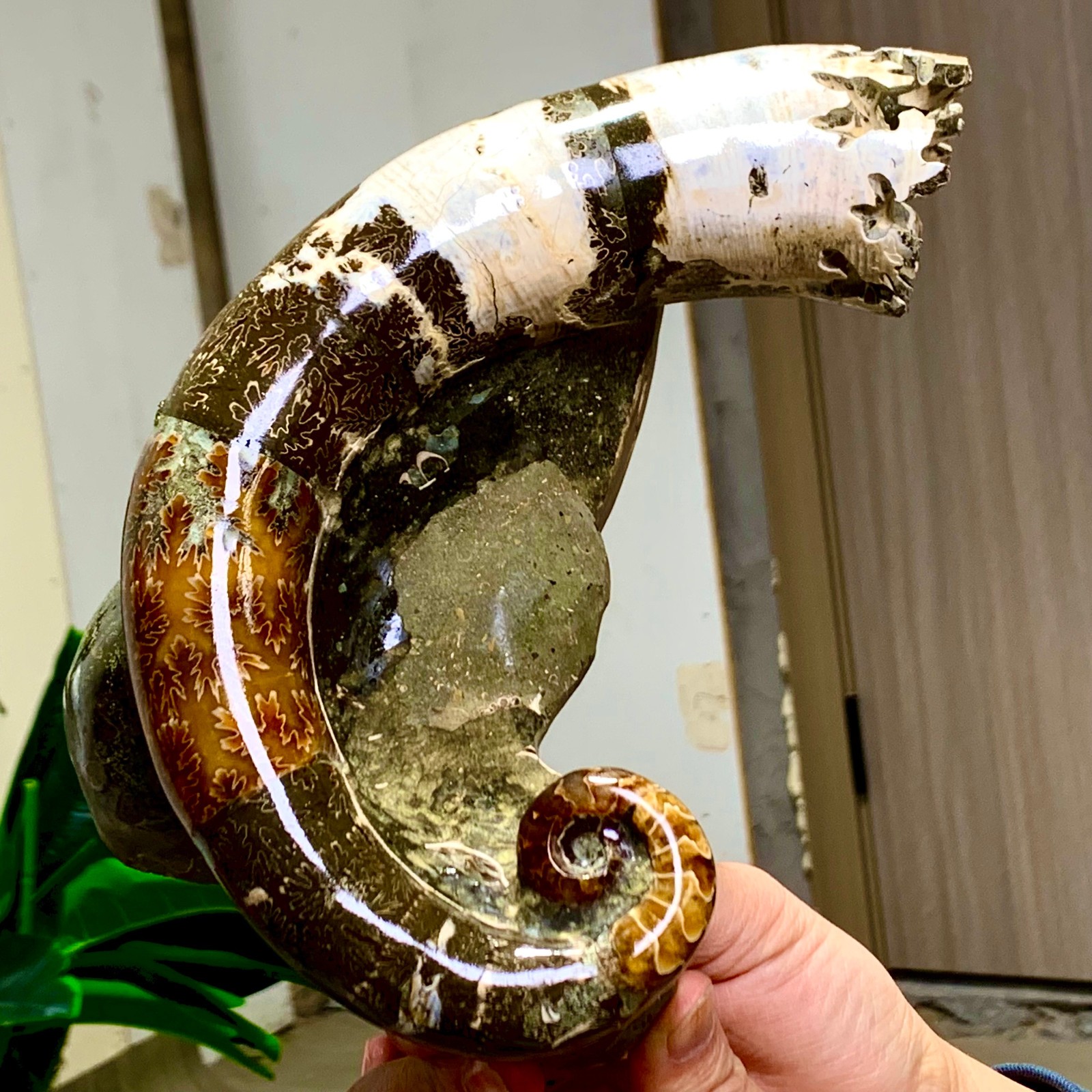 3.23LB Rare elephant trunkTentacle Ammonite Specimen Repaired Healing Madagascar