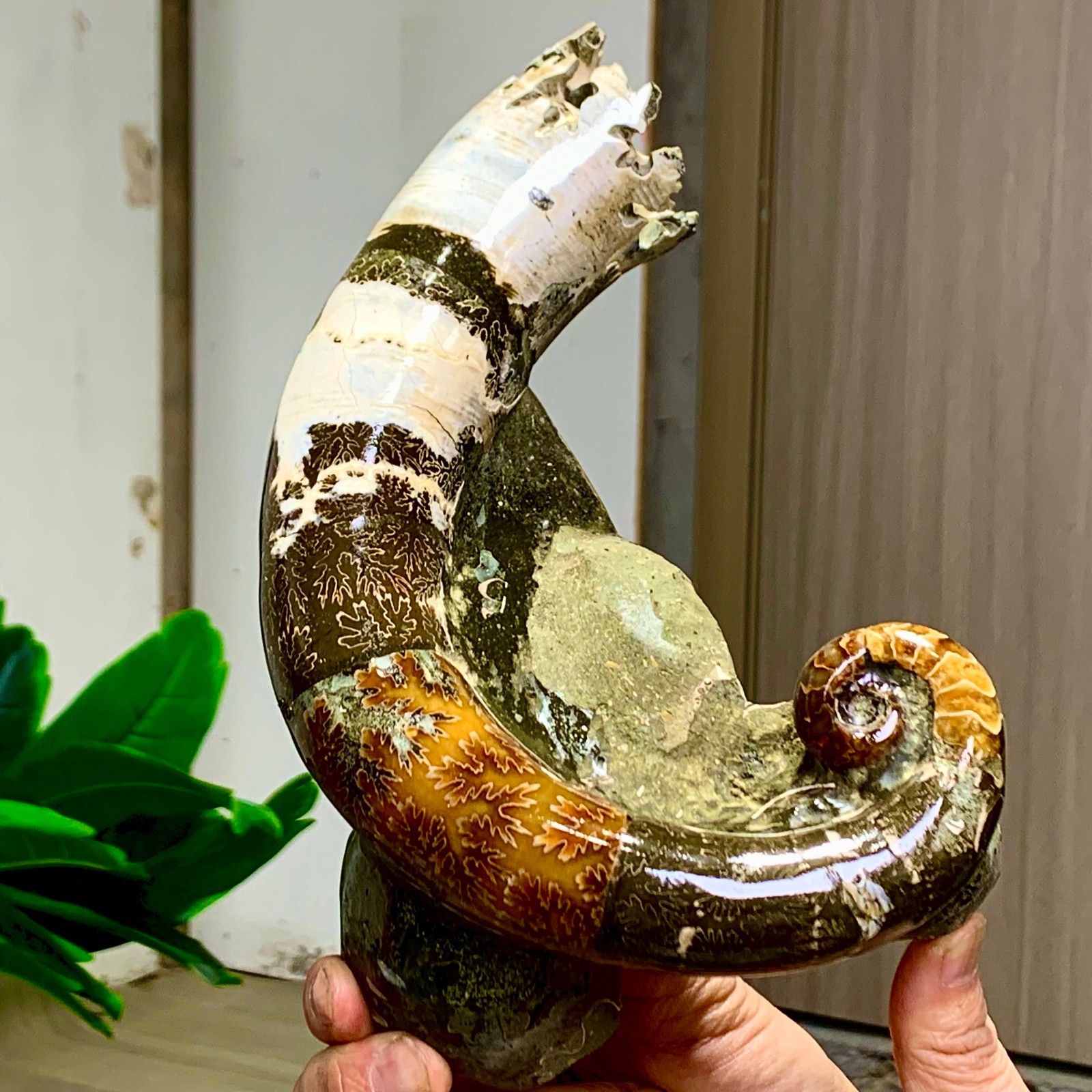 3.23LB Rare elephant trunkTentacle Ammonite Specimen Repaired Healing Madagascar