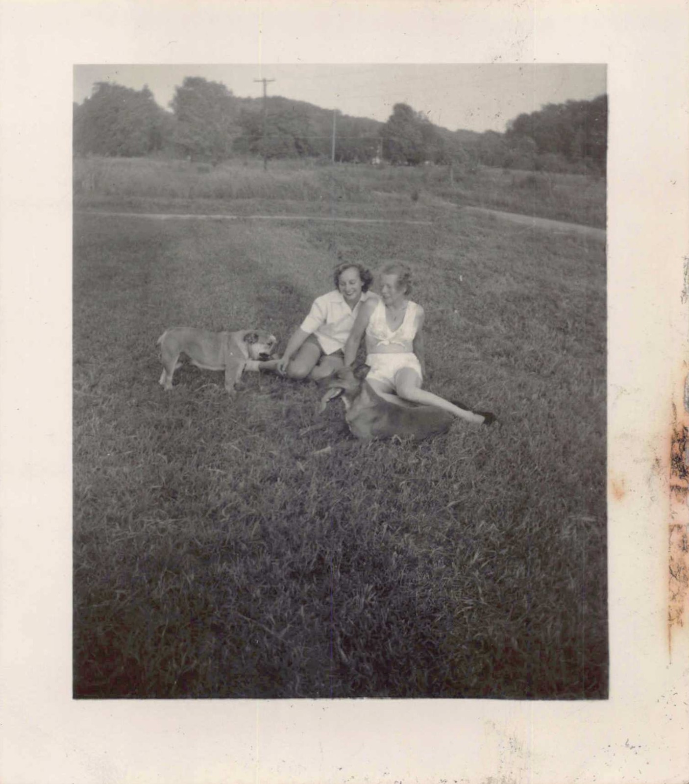1949 Pretty Women Sitting Grass Puppy Dogs 1940s Photo English Bulldog Shorts