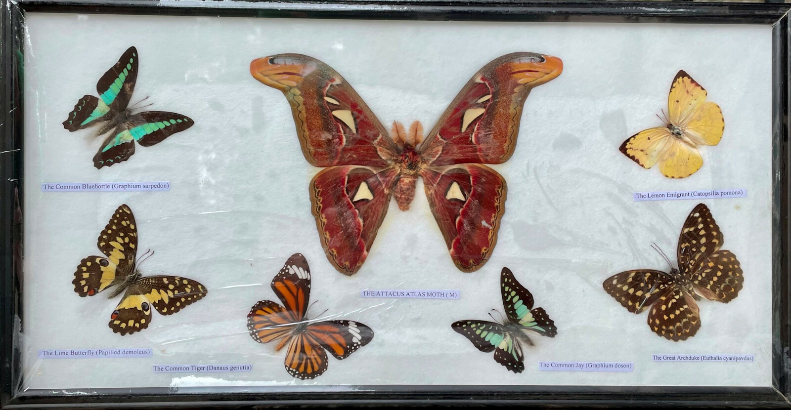 Butterfly (6) & Moth Assorted Insect Specimens set in Wood Frame 18.5×10 Variety