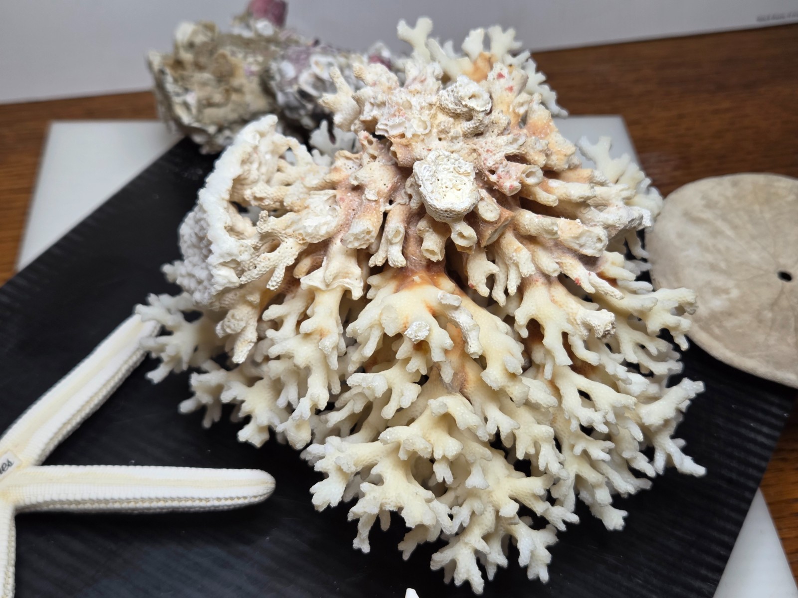 VTG Lot Of Seashell Dollar Starfish and Large Coral 8″x5x4 -1.7lbs- Starter Kit