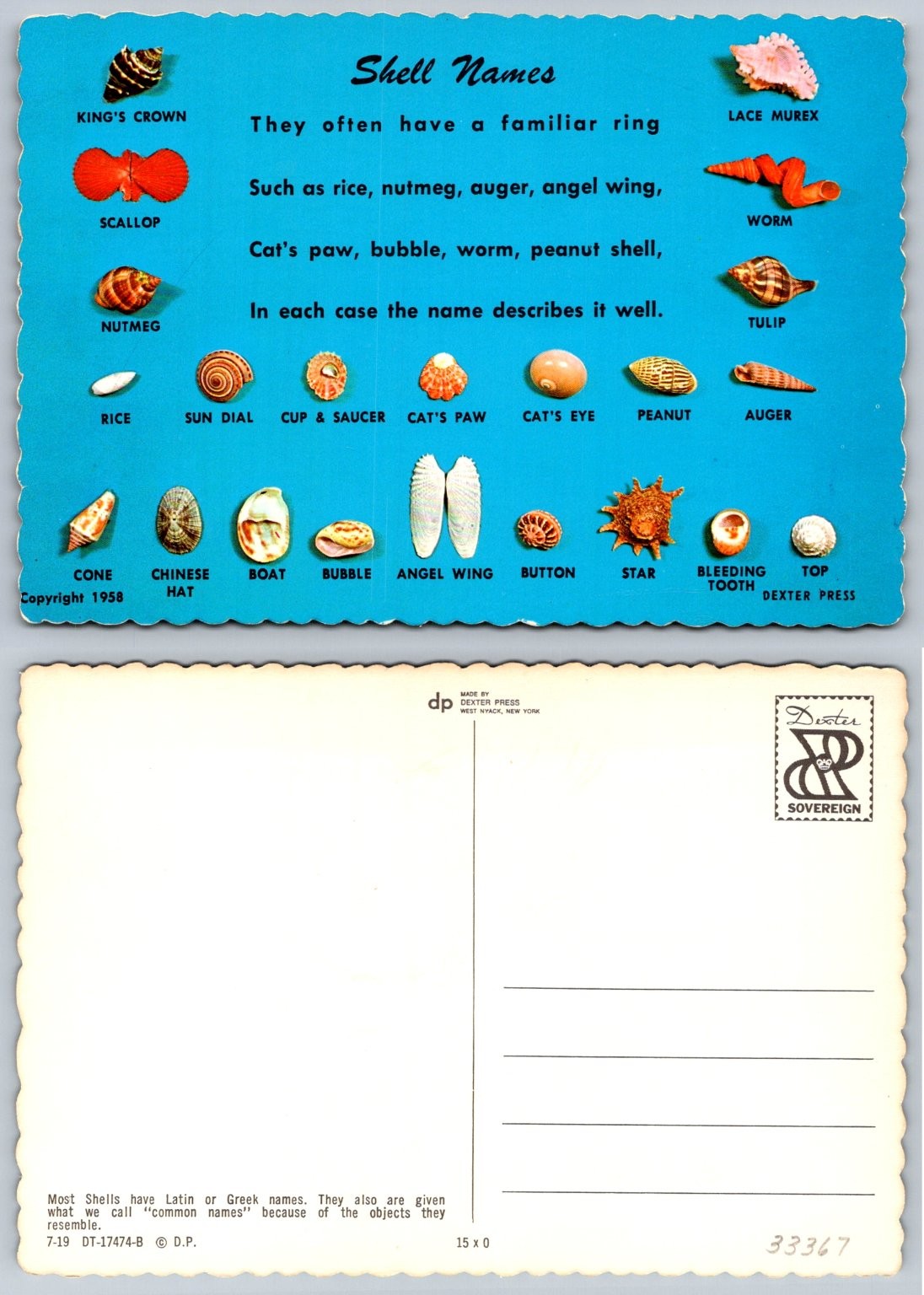 1958 Dexter Press Shell Names Postcard – Marine Mollusk Seashells