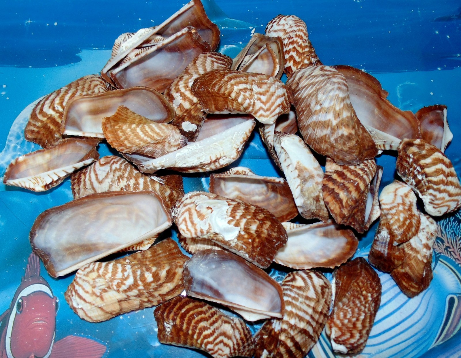 1/2 POUND OF NATURAL TURKEY WING SEA SHELLS 2 to 2-1/2″ BEACH DECOR CRAFTS