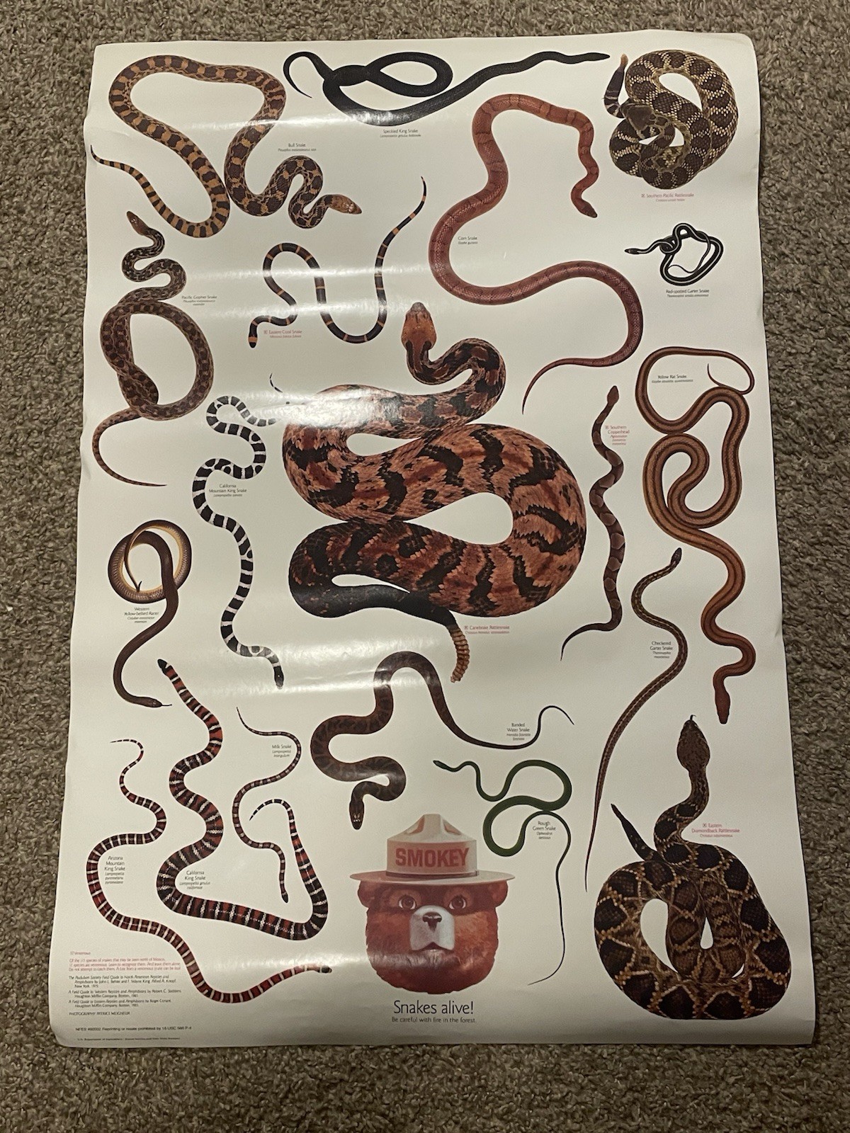 Vintage 1980s Smokey the Bear Snakes Poster 20×30 Educational Print Nature