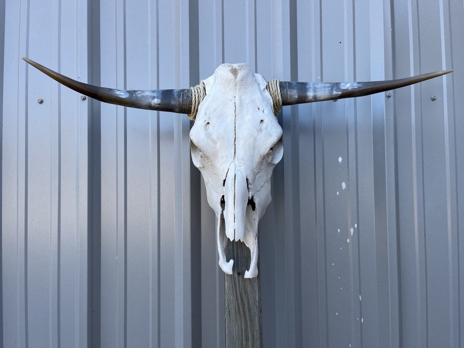 LONGHORN STEER SKULL 35 Inch WIDE POLISHED BULL HORN MOUNTED COW HEAD