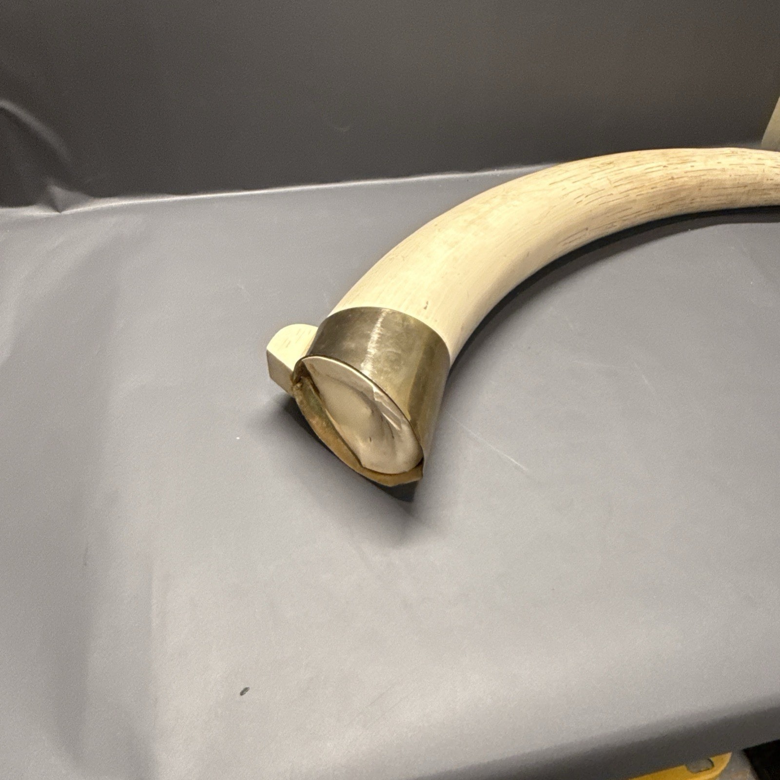 Replica Elephant Tusk 28 inch long. 14 pounds Broken base