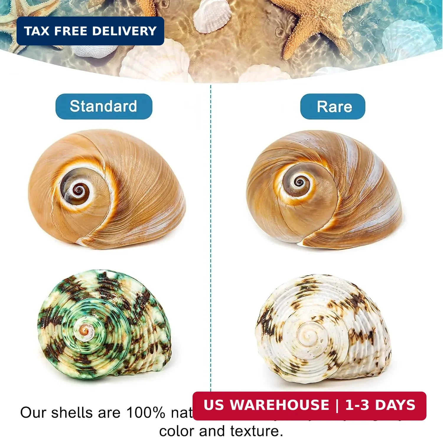 5PCS Hermit Crab Shells | Natural Sea Conch Size 2.1″ – 2.8″, Opening Size 0.9″