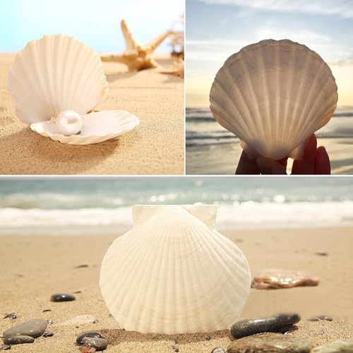 12 PCS Scallop Shells Natural Seashell, 4″ to 5″ White, Large