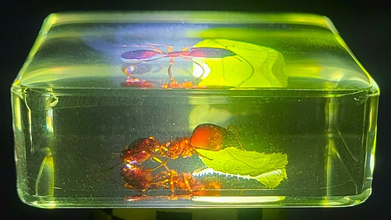 38mm Real Red Fire Ant w/ Green Leaf in Clear Lucite Resin Scenery Diorama Decor