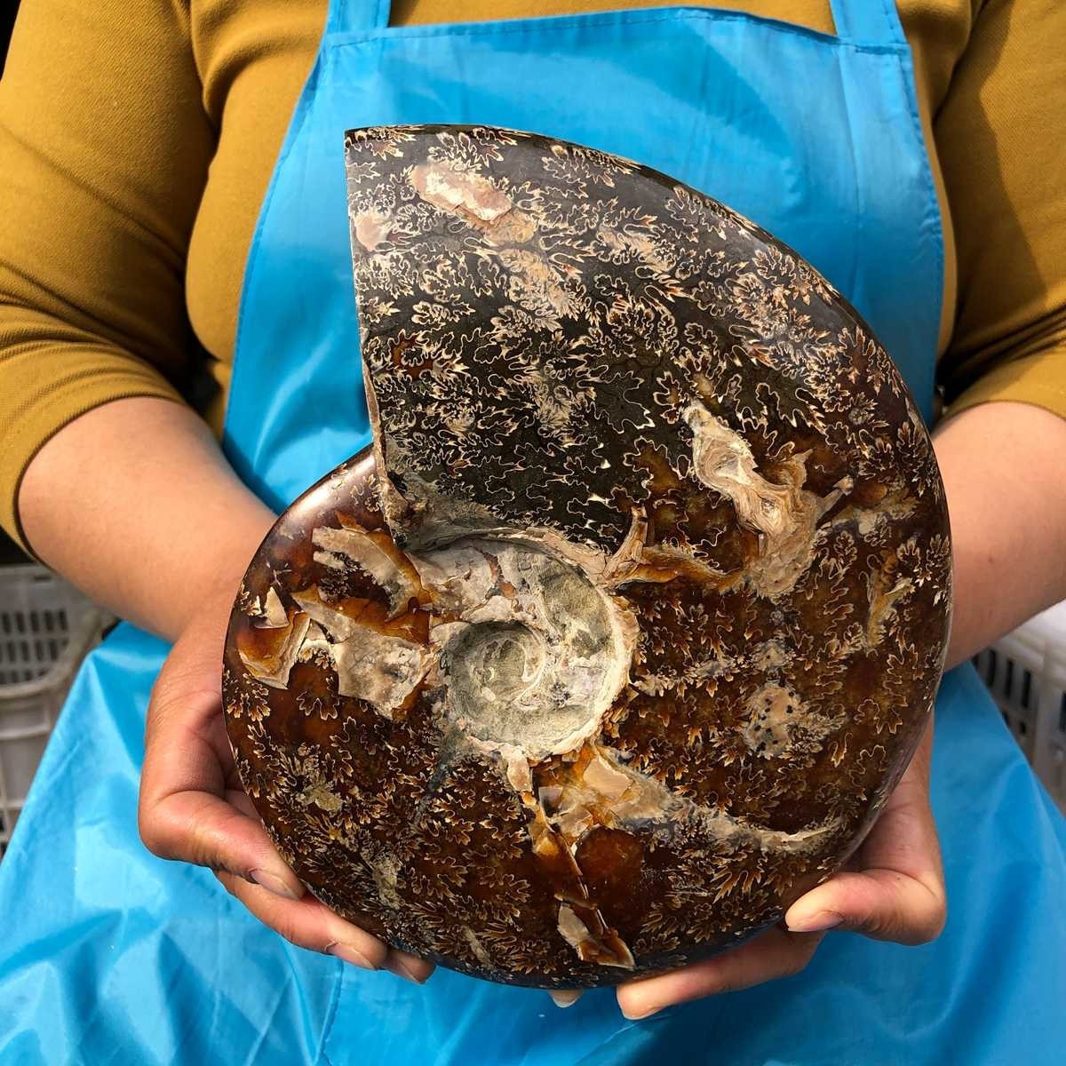 3.91LB Natural Whole Ammonite Fossilized Crystal Mineral Specimen Reiki Healing