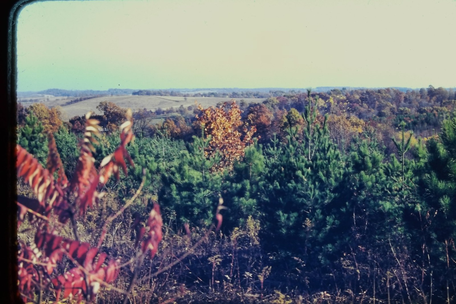 RED BORDER SLIDE Hilly autumn landscape with trees, fields, red foliage.