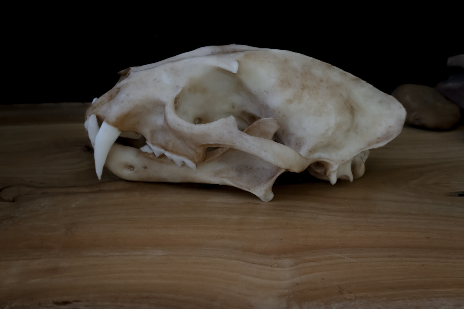 Clouded Leopard skull – high quality replica – FREE world wide shipping.