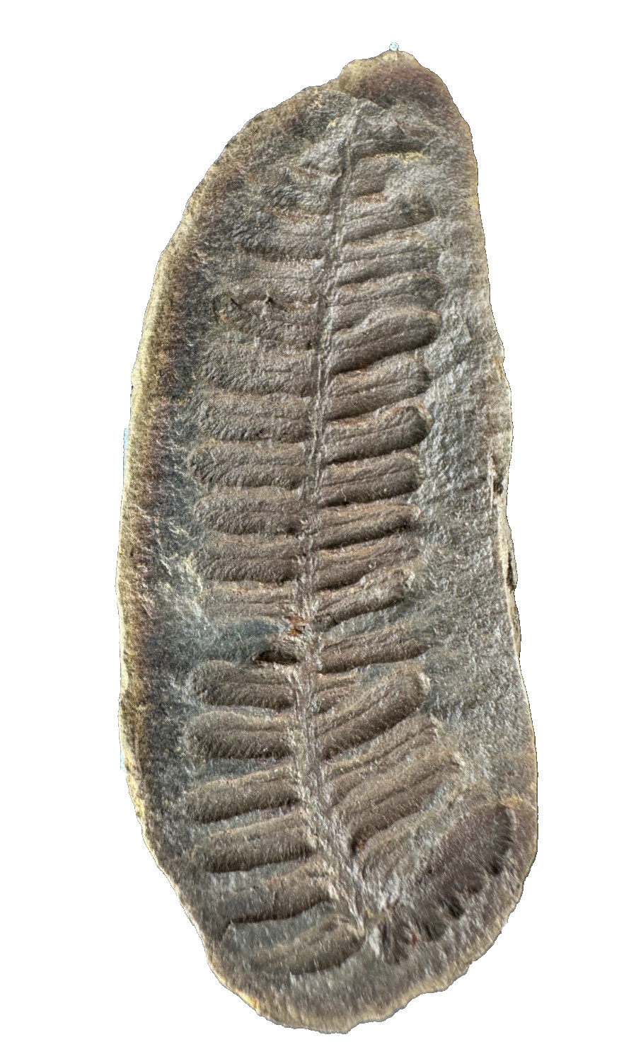 ➤ 2-1/2 Inch – Mazon Creek PTYCHOCARPUS UNITUS Fern Fossil ➤182