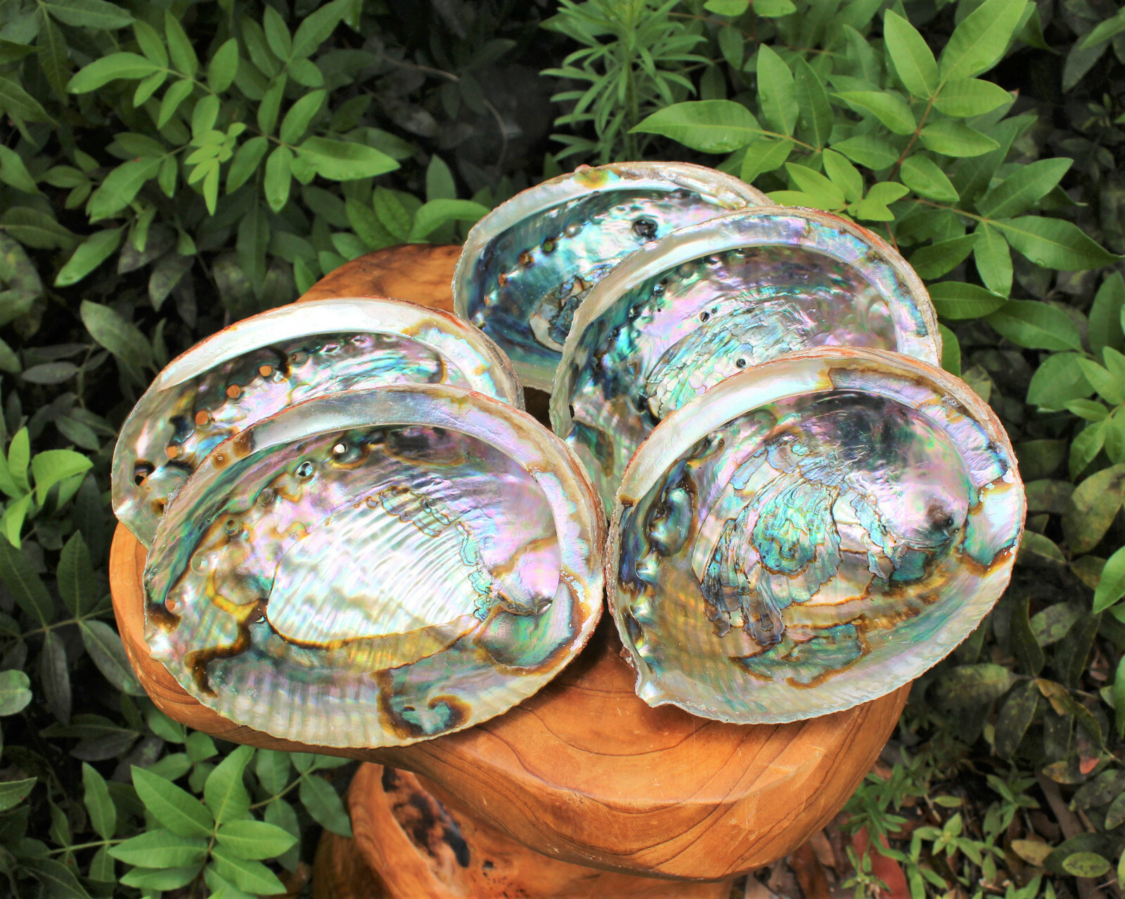 Smudge Kit Large Abalone Shell Wooden Stand & 3 x 4″ Blue Sage Smudge Bundles