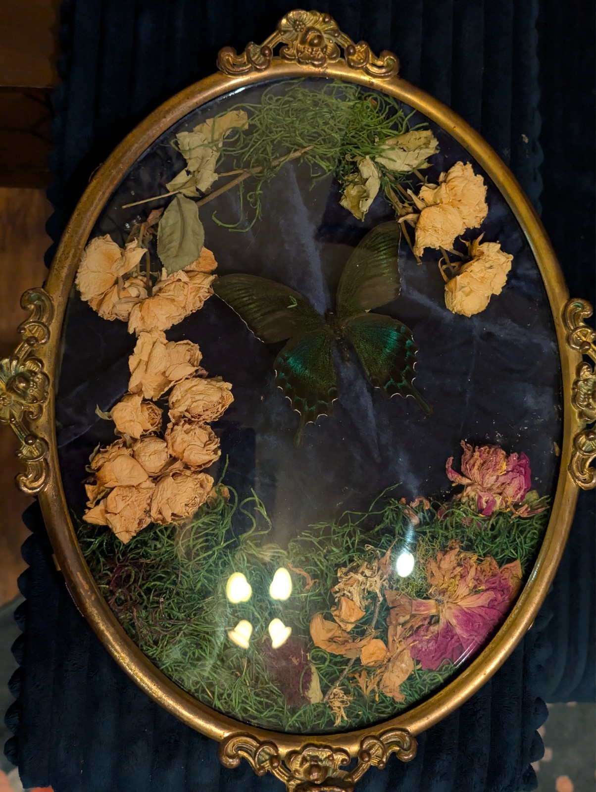 antique bubble glass and brass frame oddity. Real butterfly and dried floral.