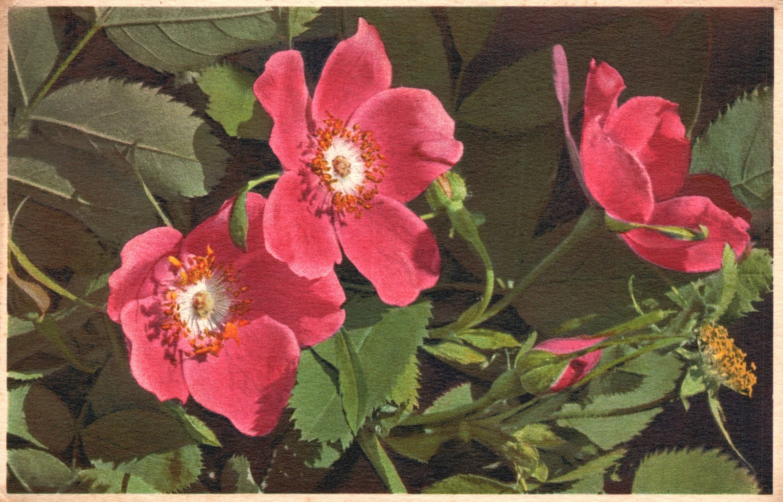 Rosa Alpipa Alpen Heckenrose Eglantine Des Alpes Rosa Alpi Antique Postcard 1914