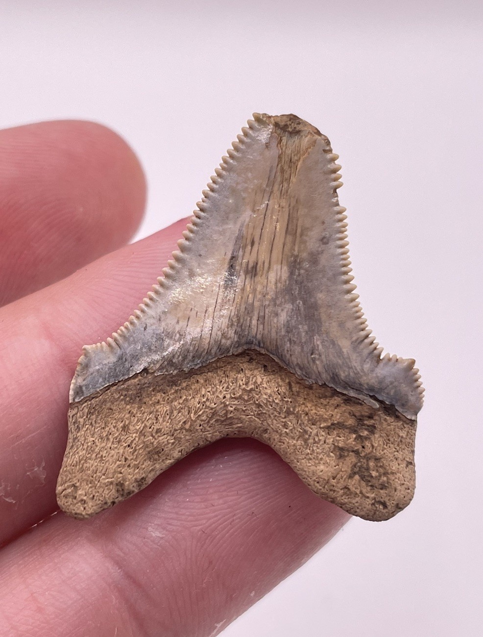 Light Colored 1.46” Lowcountry Angustiden Shark Tooth Fossil Megalodon Family