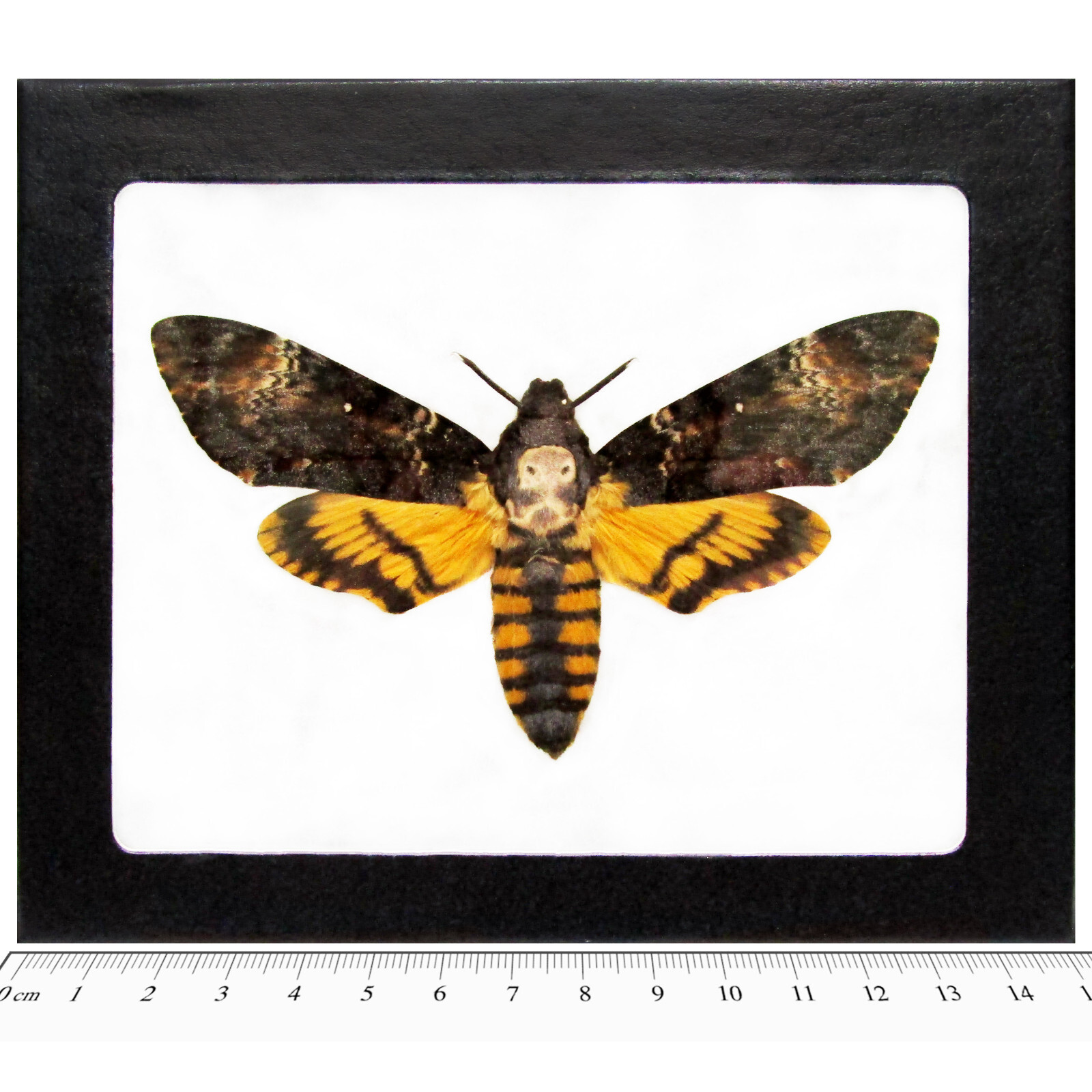 Acherontia atropos REAL FRAMED SILENCE OF THE LAMBS DEATH’S HEAD MOTH SKULL