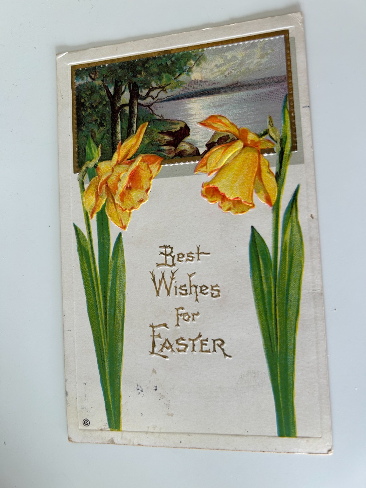 Best Wishes for Easter Daffodils Theme Postcard