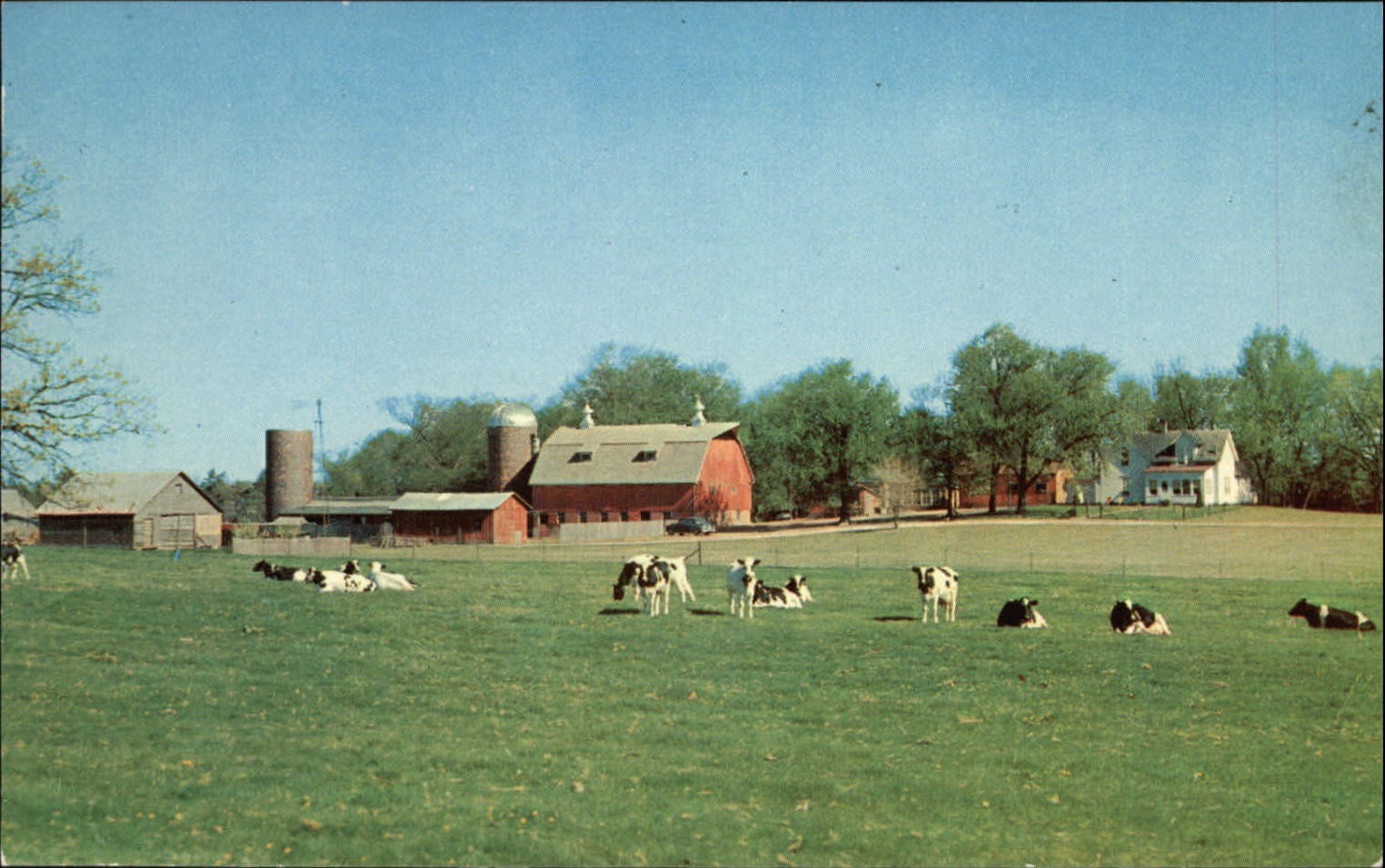 Iowa Farmstead Holstein Dairy Cattle farm barn unused vintage postcard