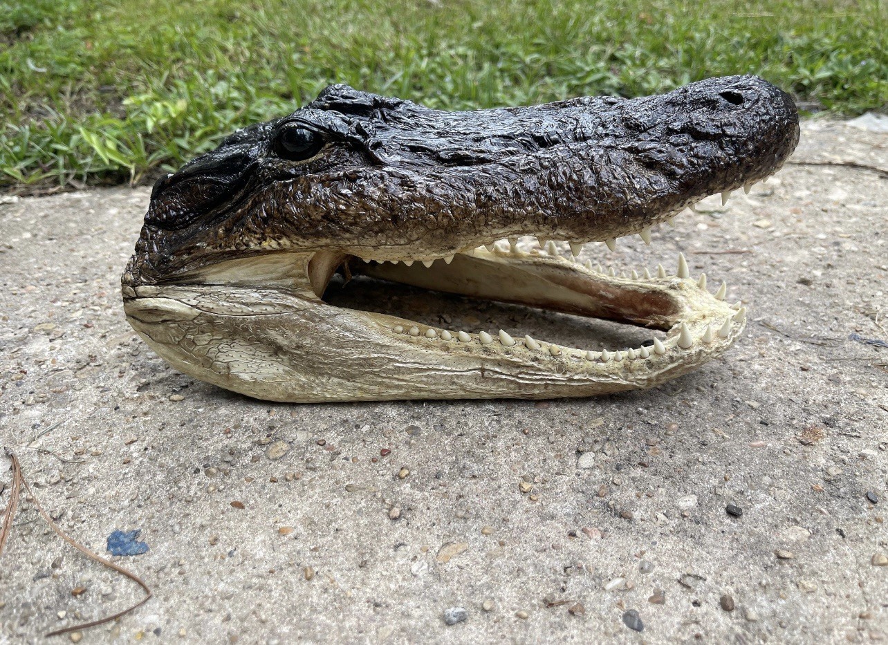 XL American Alligator Head 9-10” Genuine Louisiana