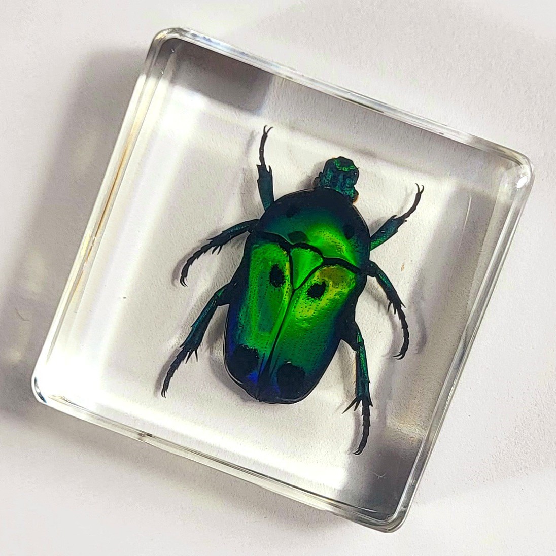 38mm Real Flower Chafer Beetle in Clear Resin Preserved Heterorrhina Sexmaculata