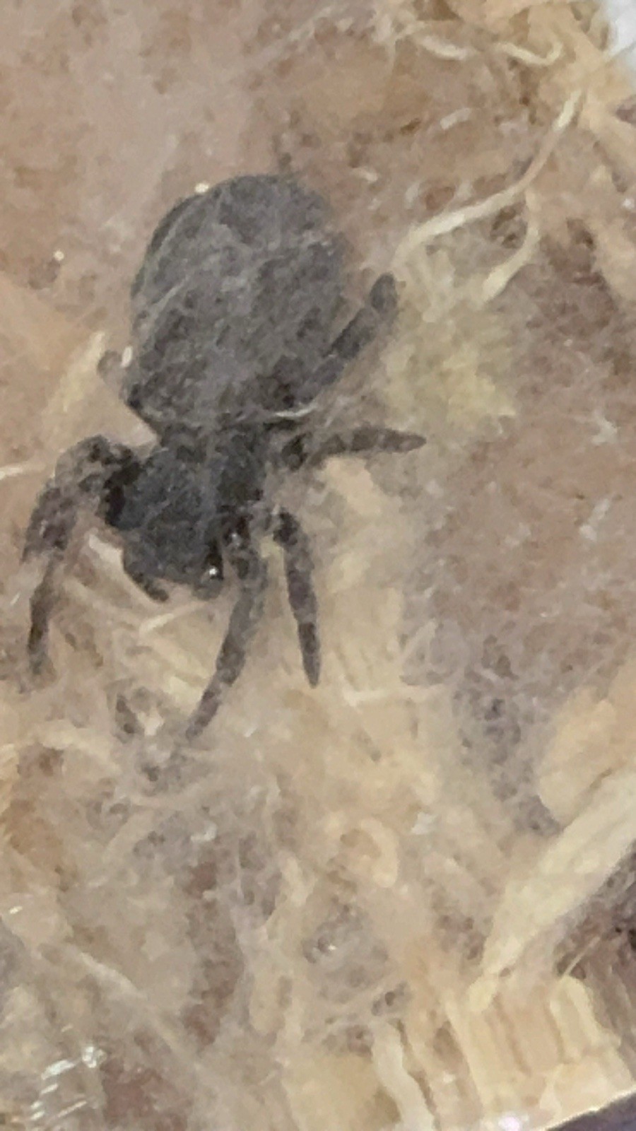 Velvet Spider