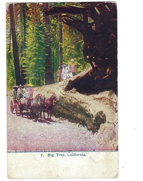 Postcard -Big Tree People Horses Carriages – California -c1911