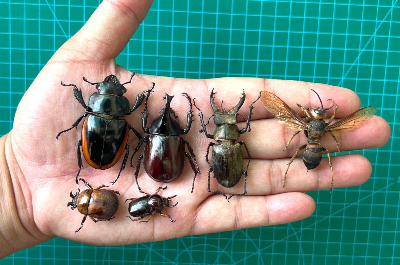 15 Dried Beetle Scorpion Cicadas Insects Bugs Real Taxidermy Oddities Decor