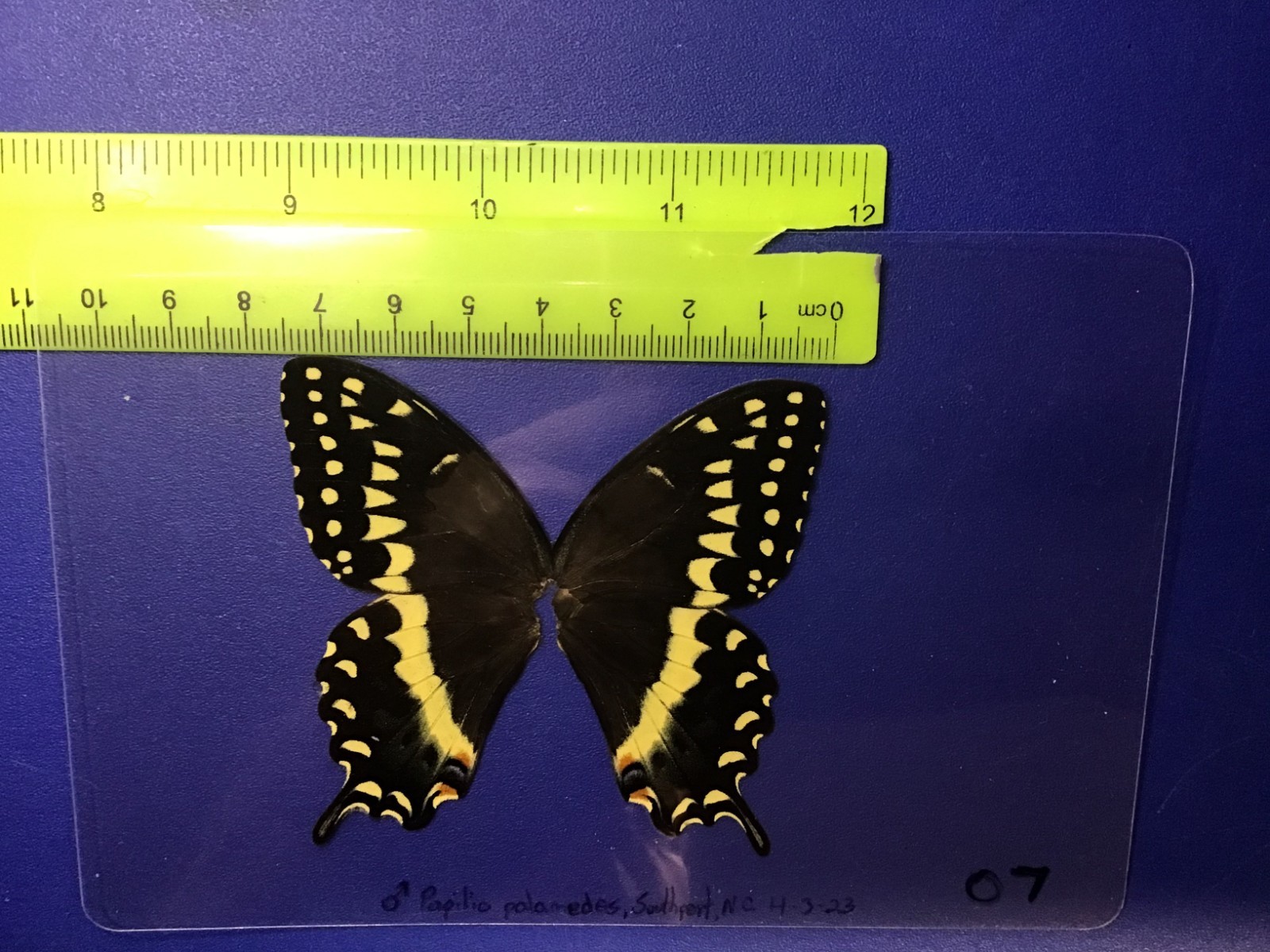 NAB 07 A+/ A SALE MALE Papilio palamedes Butterfly