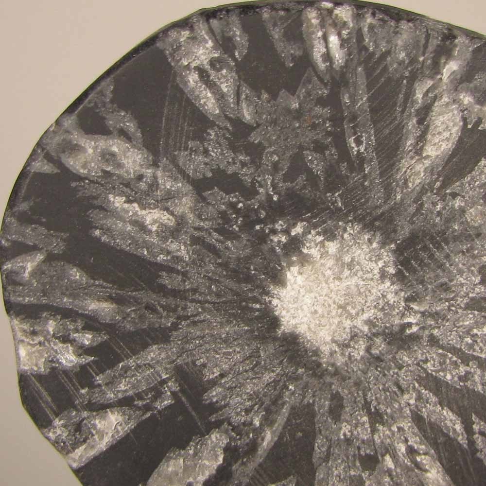 2.9″ CHRYSANTHEMUM STONE Natural Flower Crystals Palm Stone – Hubei, China