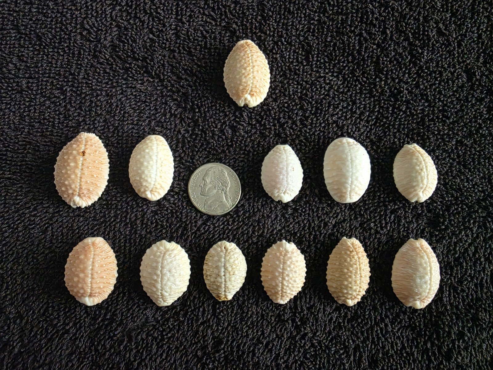 LOT OF 12- BEAUTIFUL GRANULATED COWRIE SEA SHELLS HANDPICKED KAUAI, HI