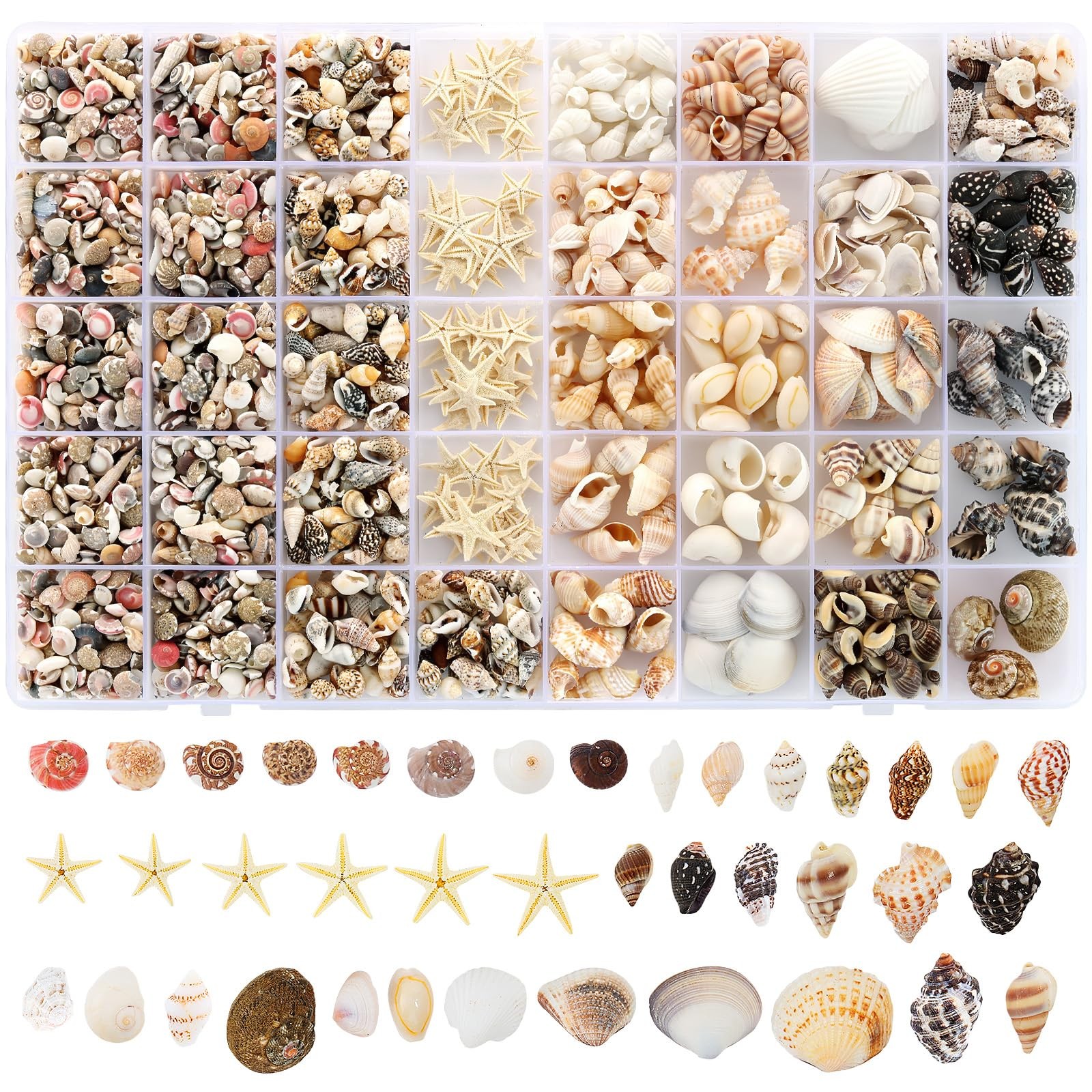 Zefy 23 Types Small Sea Shells for Crafts, 1200 Pcs Tiny Seashells with Mixed…