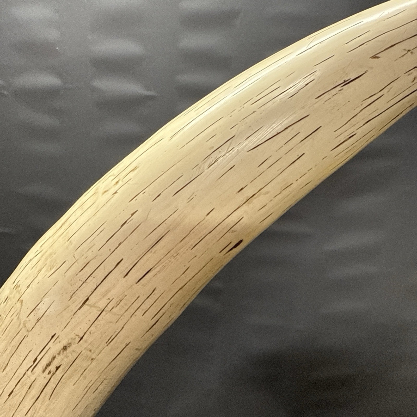 Replica Elephant Tusk 28 inch long. 14 pounds Broken base