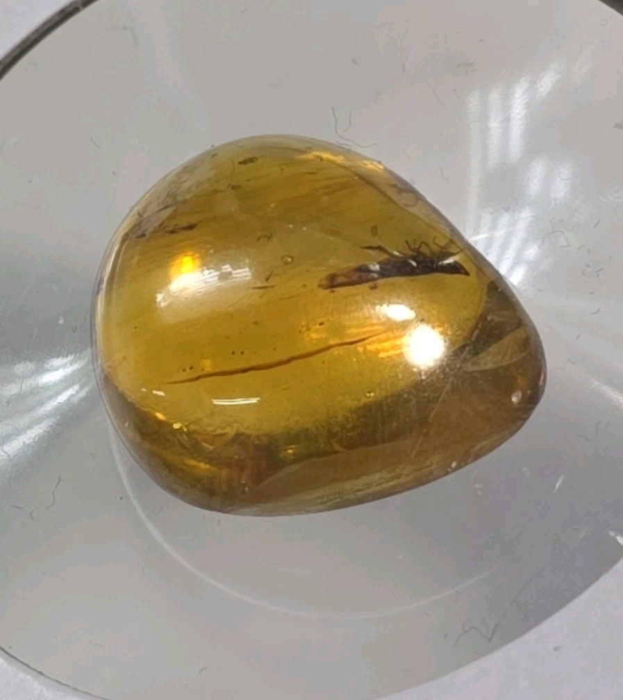 Rare Multi-Insect Amber Cabochon | 3 Prehistoric Insect Inclusions | 24mm Fossil