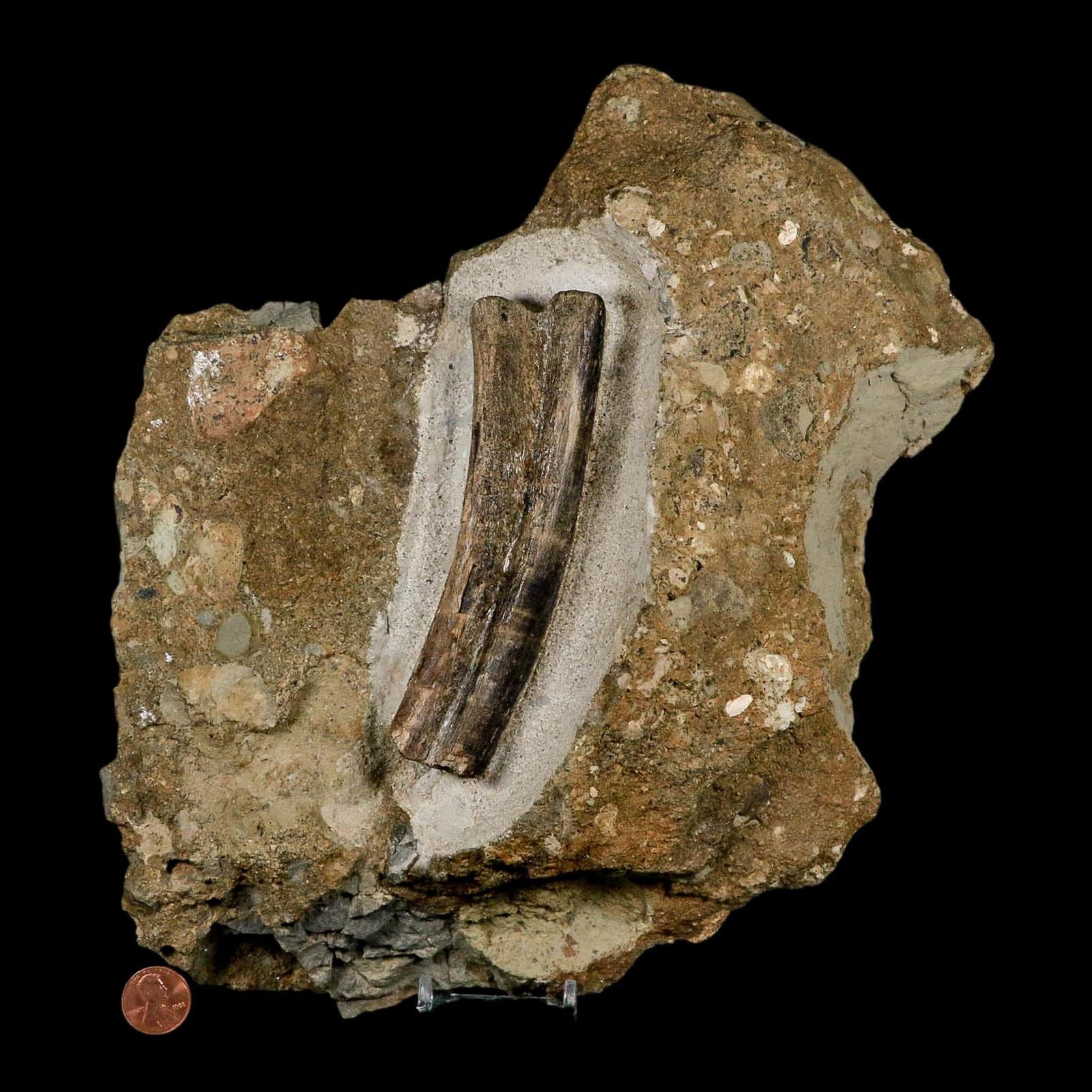 5.1″ Maiasaura Hadrosaur Dinosaur Rib Bone In Matrix Fossil Two Medicine FM MT