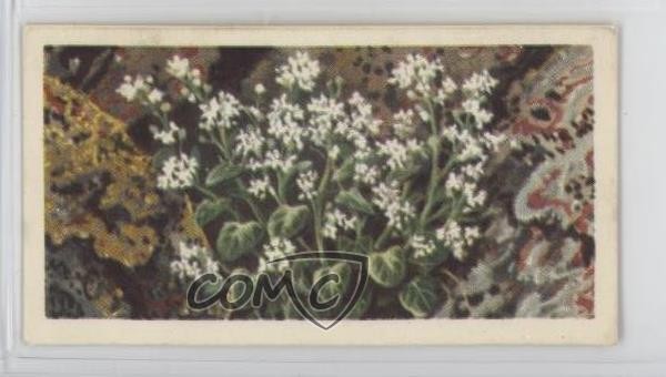 1964 Brooke Bond Wild Flowers Series 3 Scurvy Grass #16 0f3j