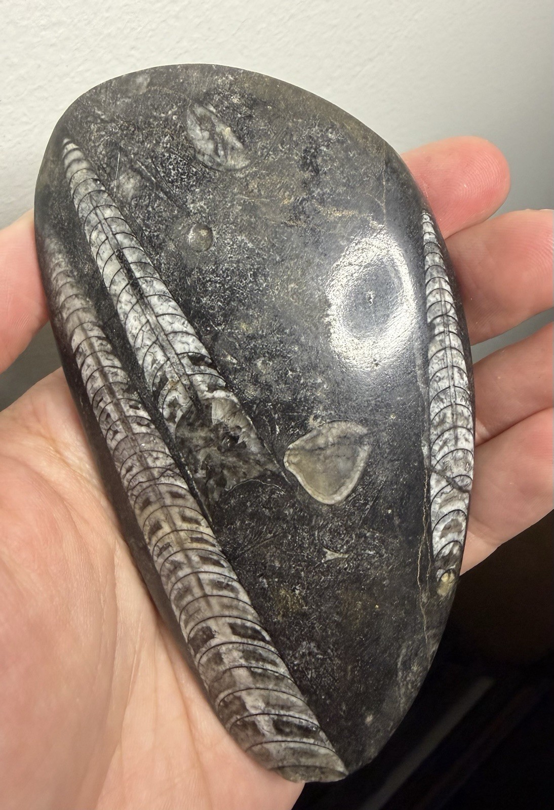 Polished Orthoceras Fossil 4.6” 6.7oz Black Limestone Devonian Cephalopod