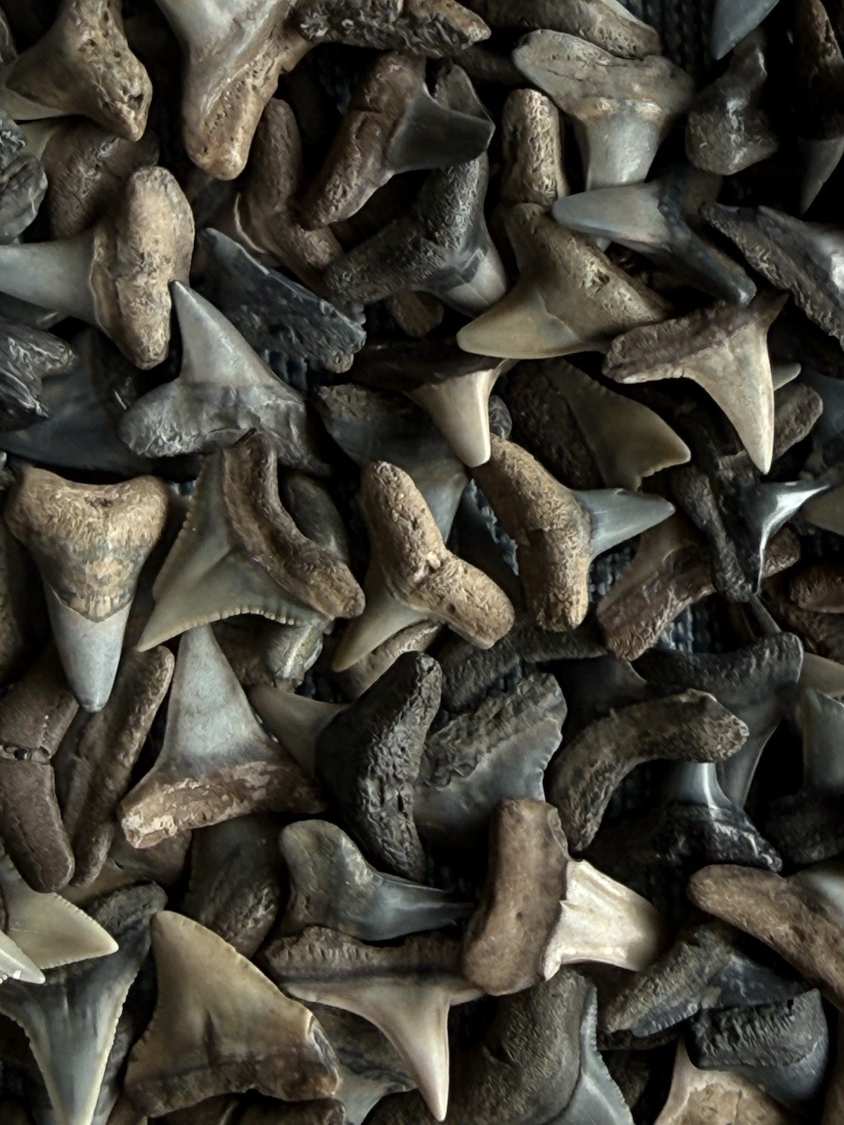 Lot of 25 fossilized 1/8 – 1/4 inch shark teeth from the Myakka river Venice Fl.