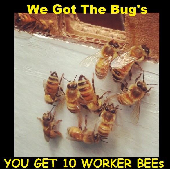12 REAL Honey Bees {{{ DRYED }}} SPECIMEN INSECT TAXIDERMY YOU GET 12 🐝