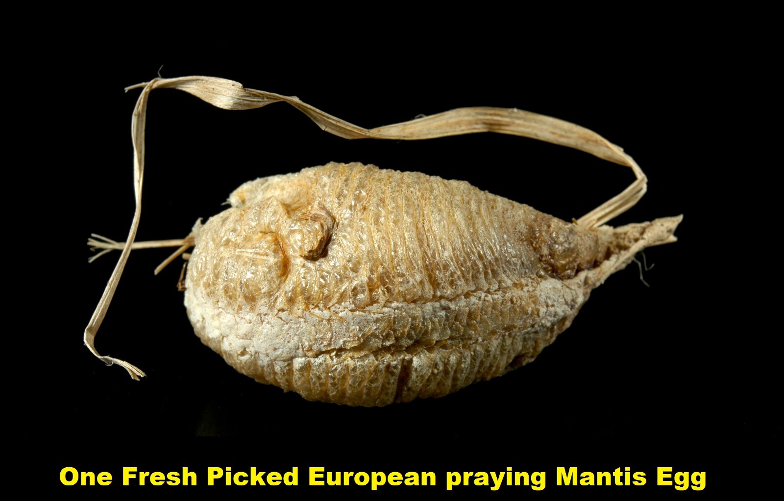 1 European Praying Mantis Egg Case Fresh Picked 2026 crystal clear Incubator