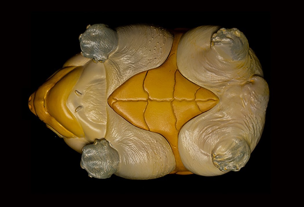 【In-Stock】 Animal Heavenly Body Narrow-Bridged Musk Turtle Claudius Statue