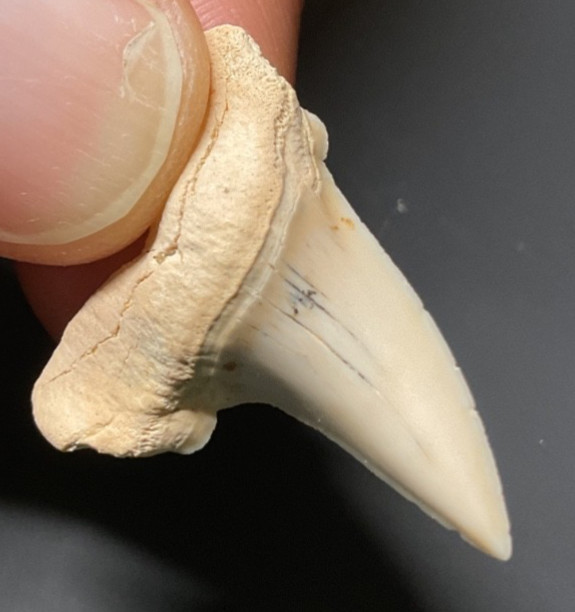 High quality 1.2 inch cusped retroflexus shark tooth fossil from SC