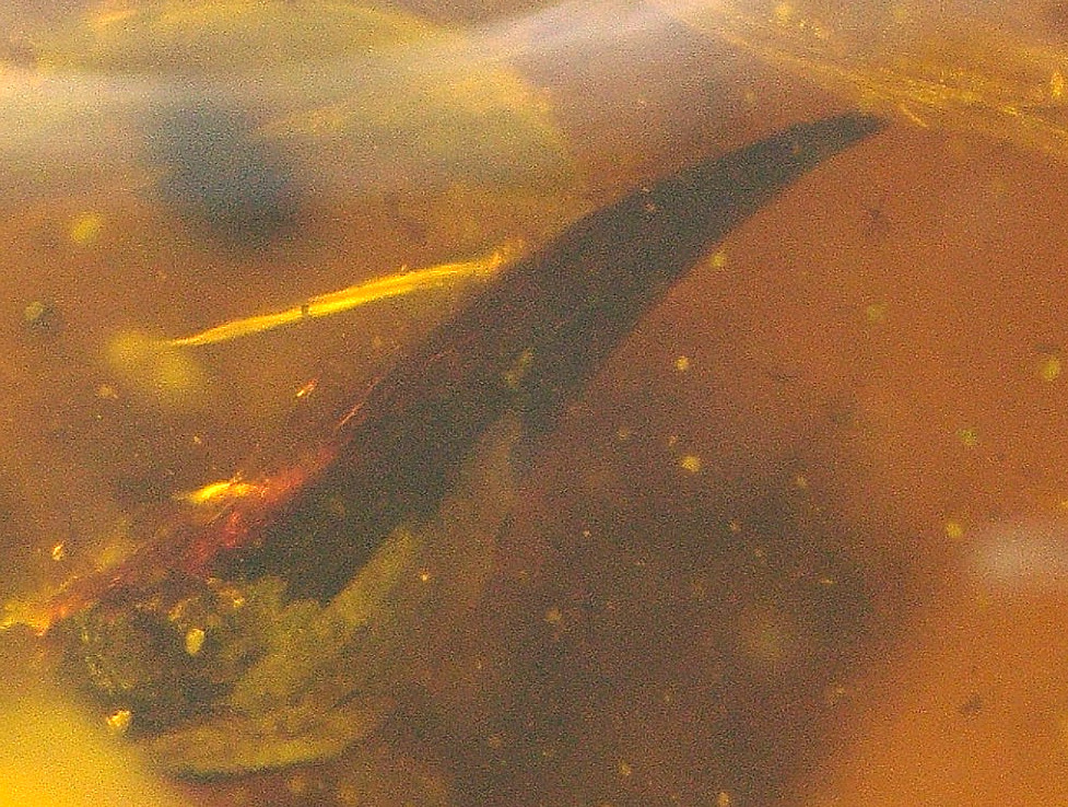 Spotted Leaf with Branch Insects in Burmese Burmite Amber Fossil Dinosaur Age
