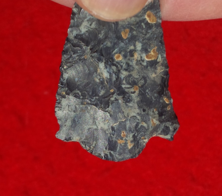 1-13/16 EVA BARBED OHIO ARROWHEAD Authentic Projectile Point AUTHENTIC ARROWHEAD