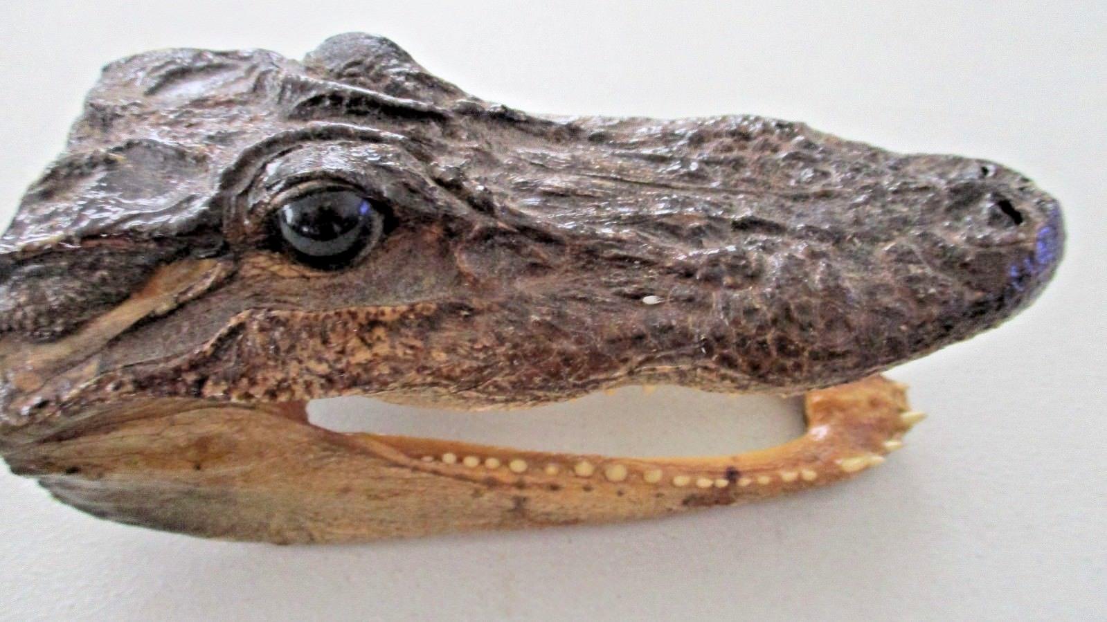 6.5″ ALLIGATOR CROCODILE Taxidermy Head REAL SHARP TEETH Glass Eyes Decoration
