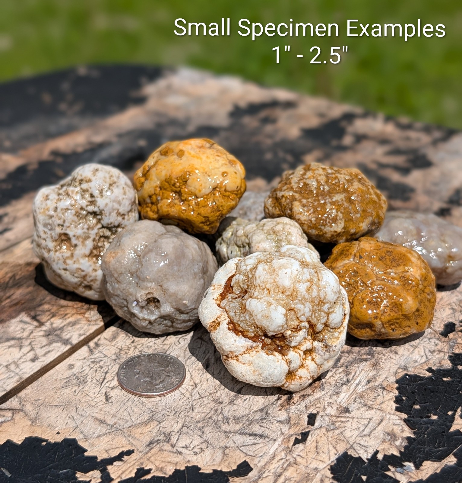 5 lbs Unopened Mixed Geodes – Whole Agate Nodules – Break Your Own – STEM Kit