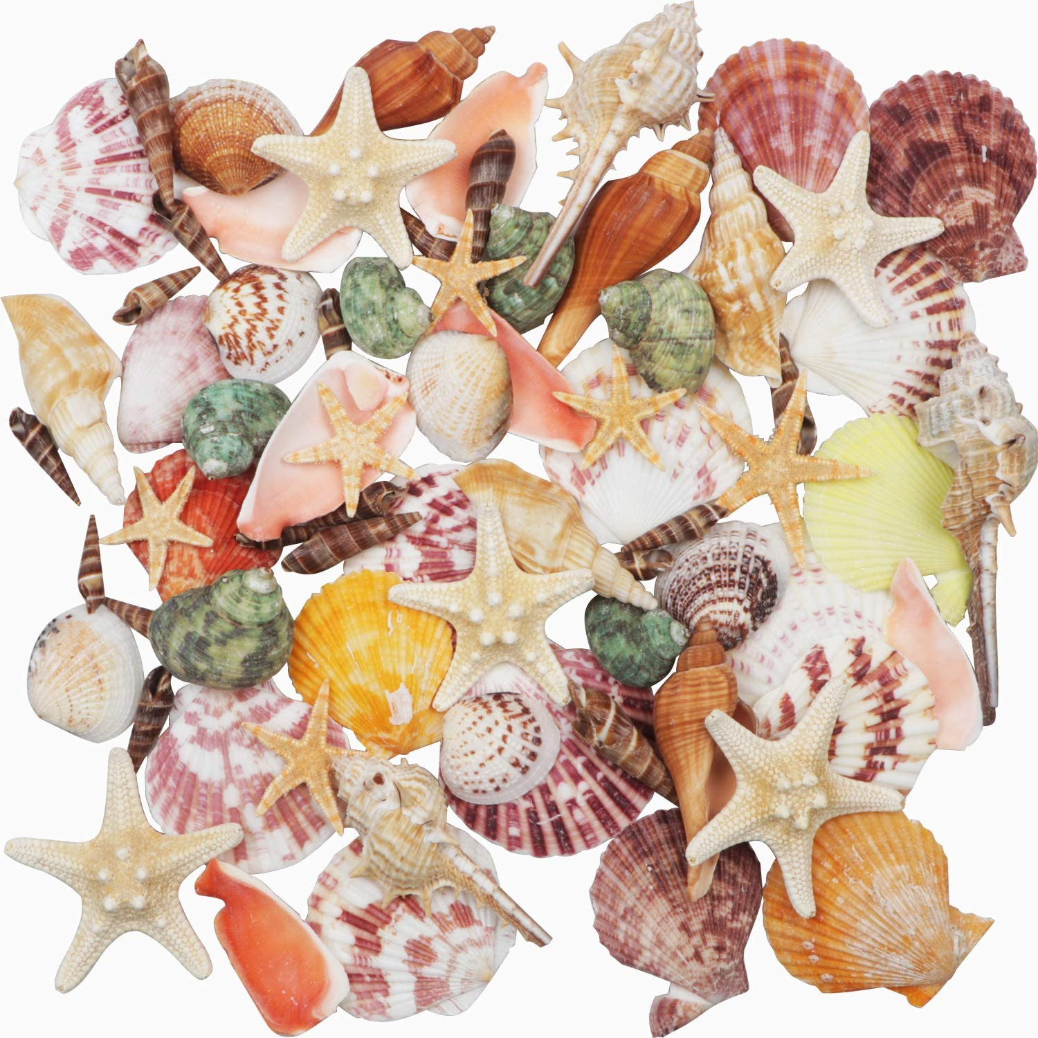 Natural Sea Shells Mixed Beach Seashells 9 Kinds 1.2″-3.5″ 2 Kinds Starfish | De