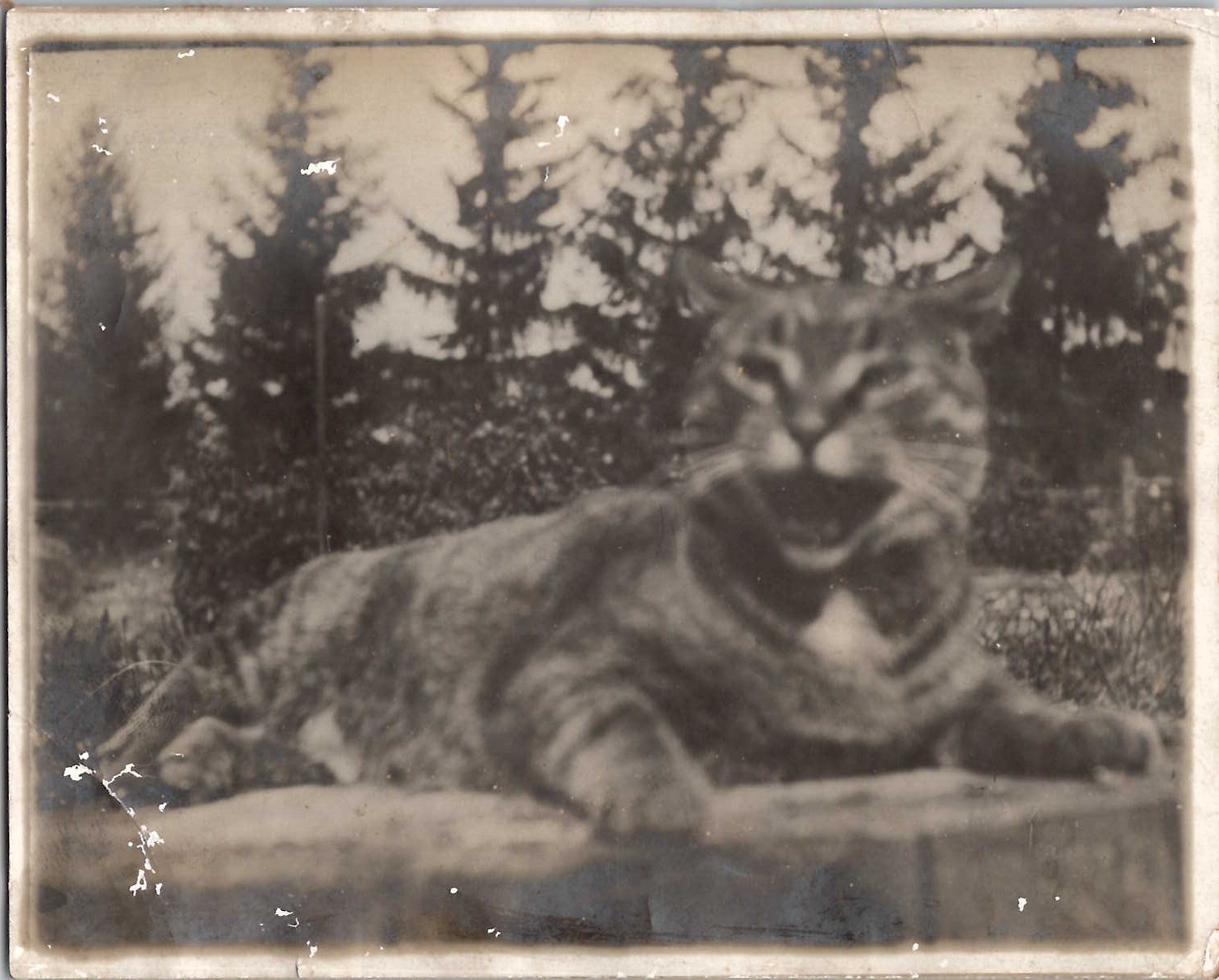 Climbing Tabby Cat