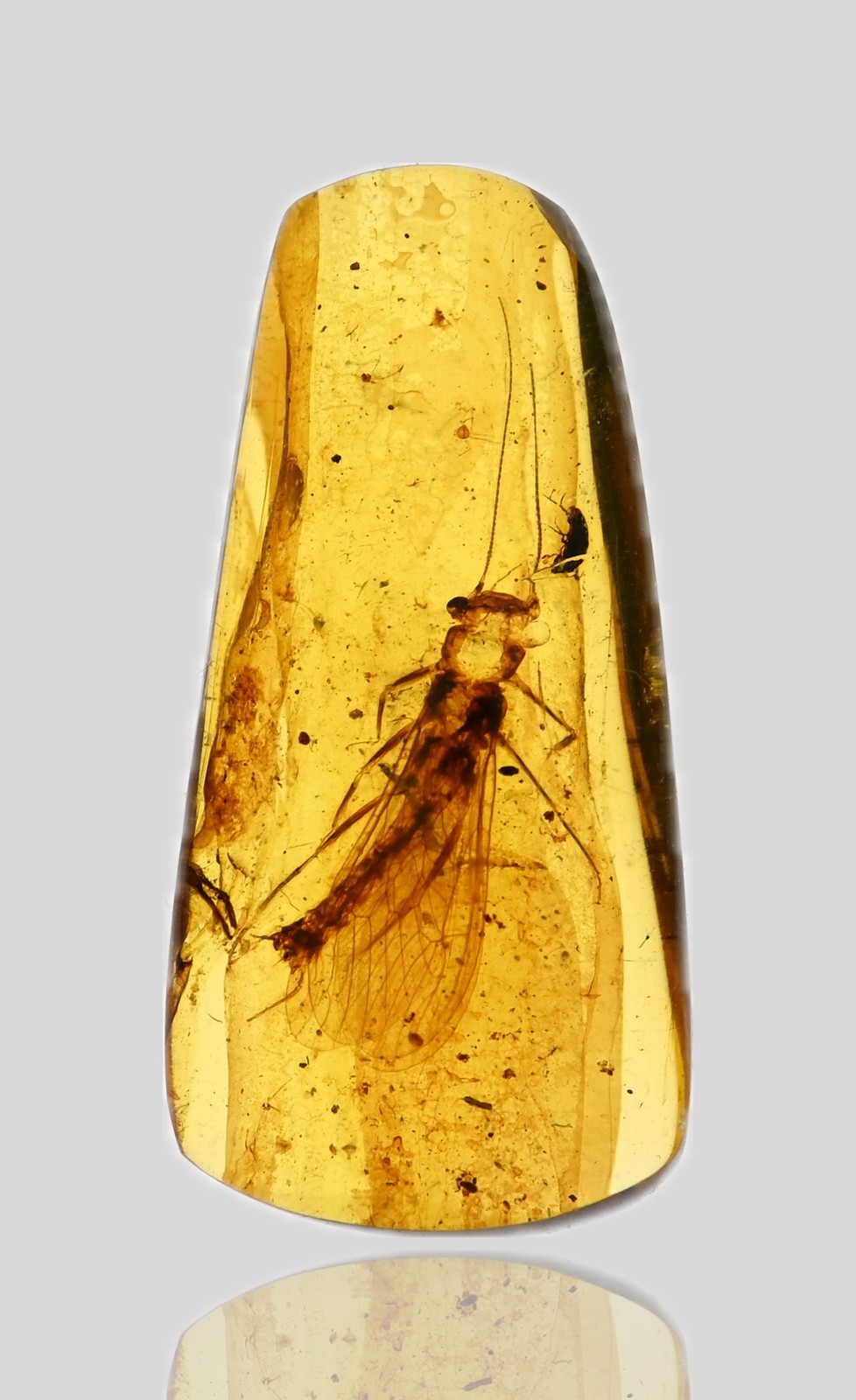 Large Plecoptera (Stonefly), Fossil Insect Inclusion in Burmese Amber